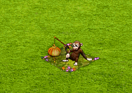 chinshopfeb2016monkeylantern.gif