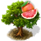 grapefruittreeiconbig.png