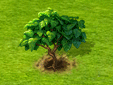 tamarillo.gif